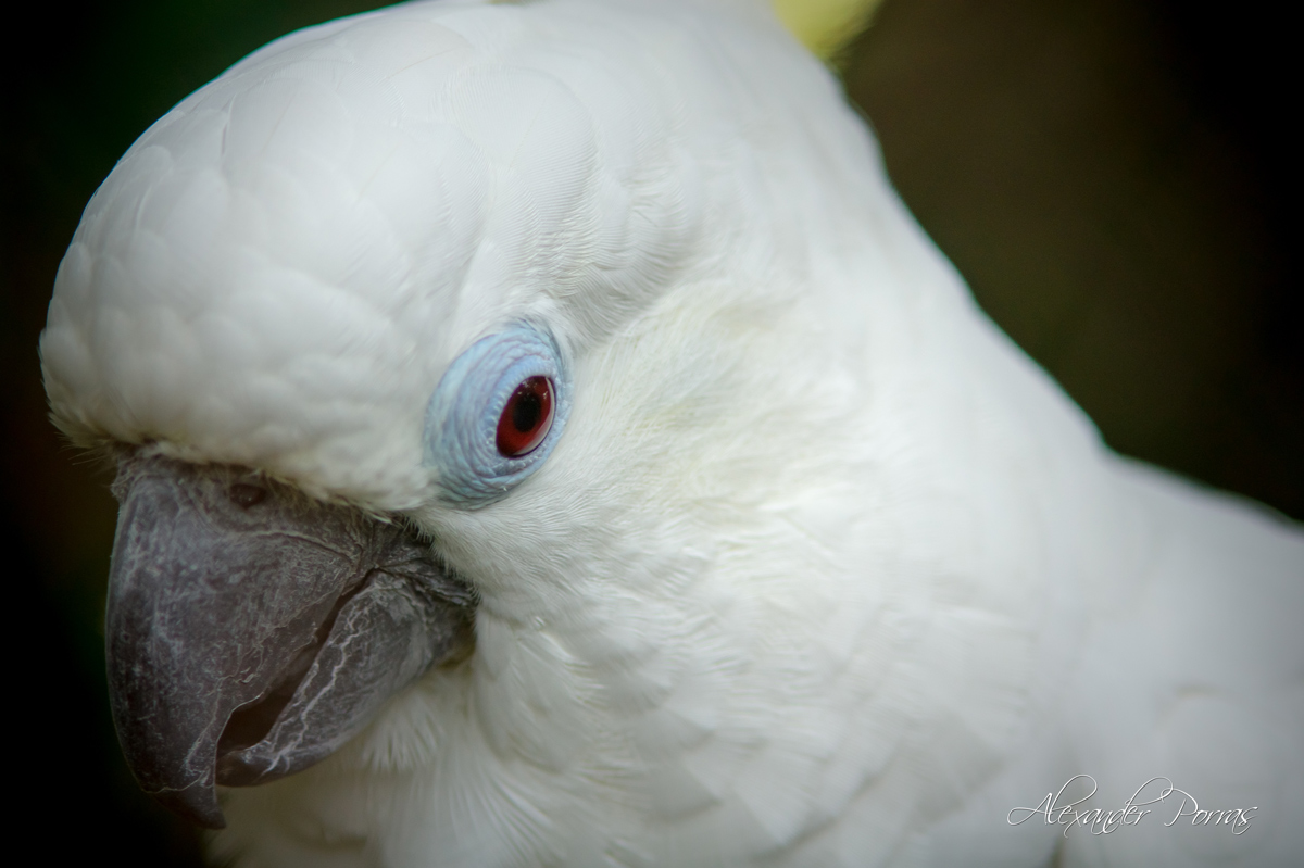 Mascota 16 - Fotografía de Alexander Porras