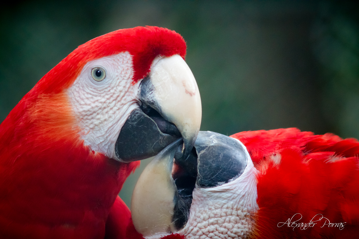 Mascota 17 - Fotografía de Alexander Porras
