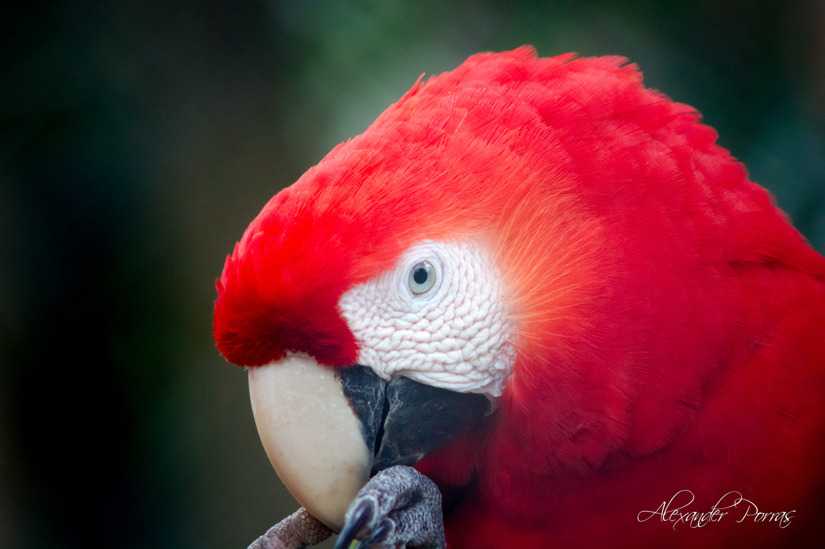 Mascota 18 - Fotografía de Alexander Porras