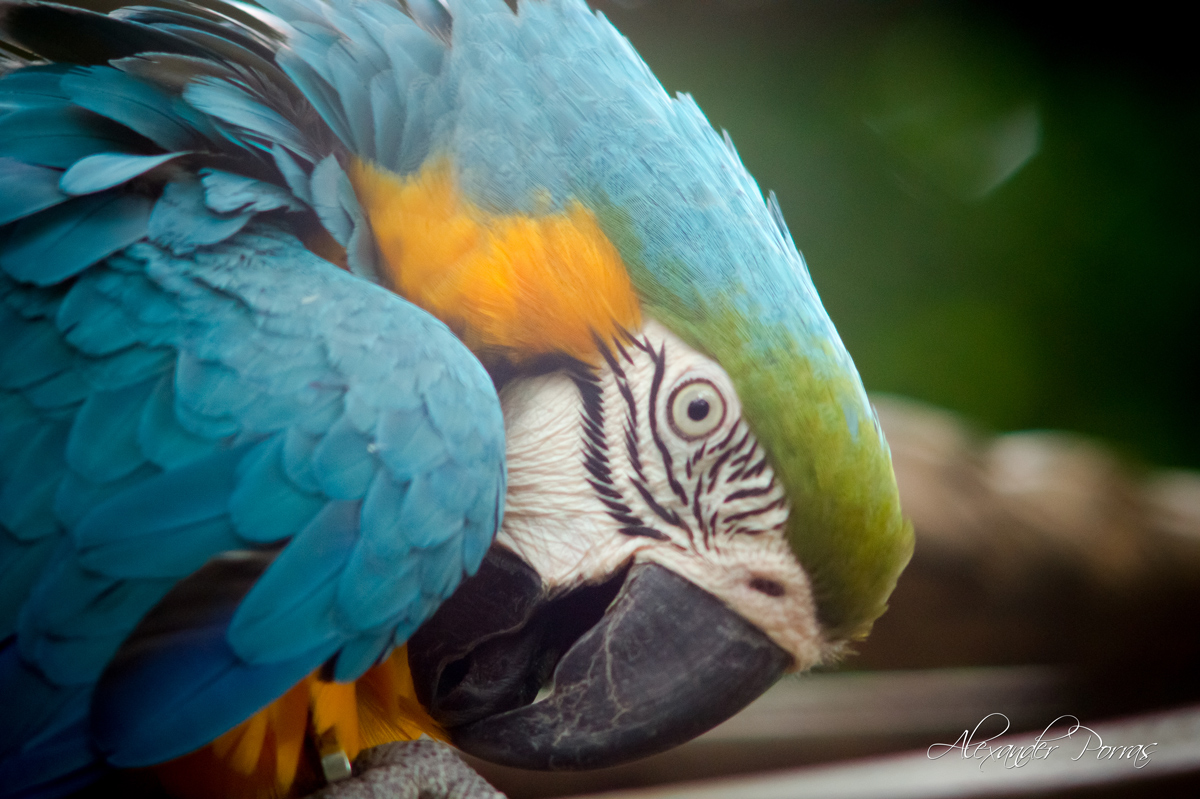 Mascota 19 - Fotografía de Alexander Porras
