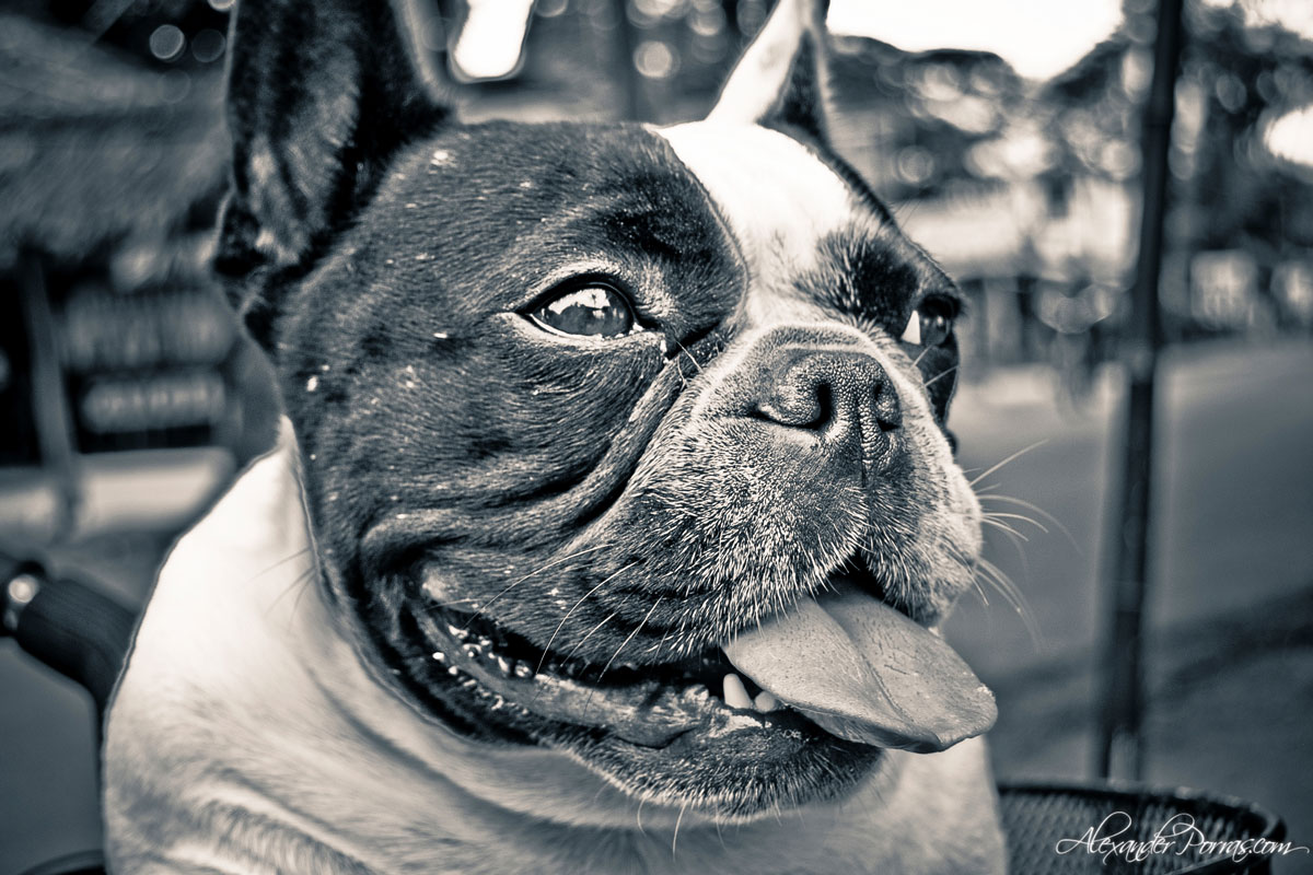 Mascota 2 - Fotografía de Alexander Porras