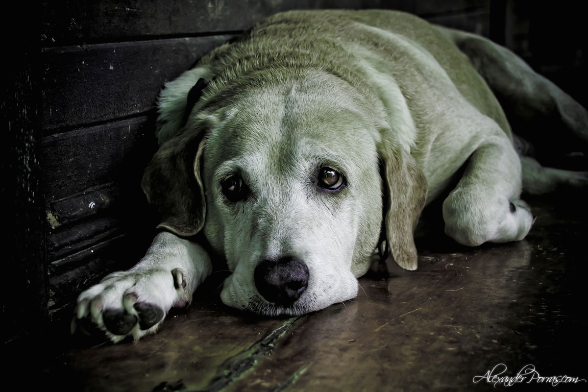 Mascota 7 - Fotografía de Alexander Porras